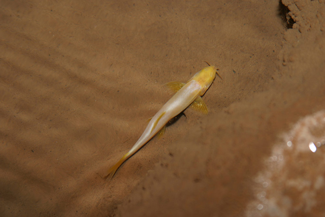 神仙南鳅(Schistura oedipus)