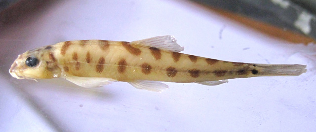 阿萨姆南鳅(Schistura scaturigina)