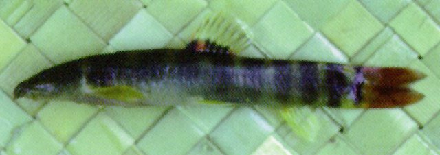 斑鳍南鳅(Schistura spiloptera)
