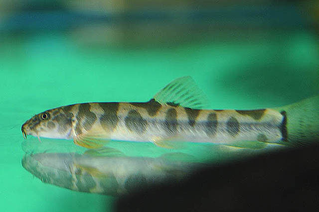 圆斑南鳅(Schistura spilota)