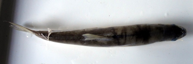 长丝裂腹鱼(Schizothorax dolichonema)