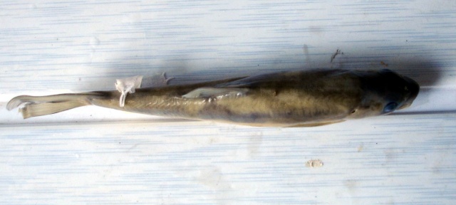 贡山裂腹鱼(Schizothorax gongshanensis)