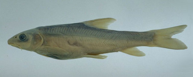 全唇裂腹鱼(Schizothorax labiatus)