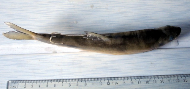 光唇裂腹鱼(Schizothorax lissolabiatus)