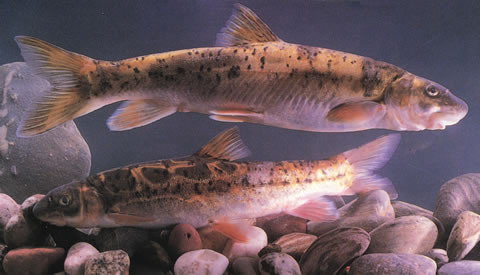 软刺裂腹鱼(Schizothorax malacanthus)