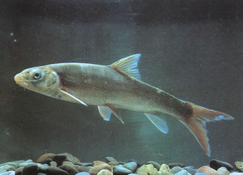 南方裂腹鱼(Schizothorax meridionalis)