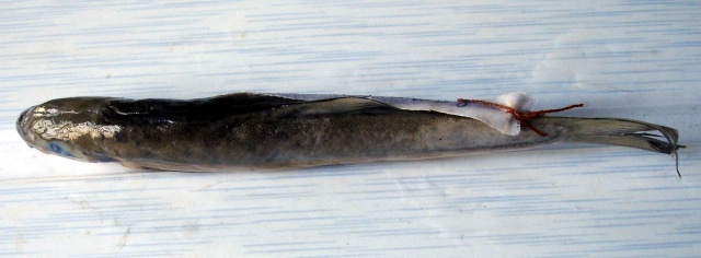 吸口裂腹鱼(Schizothorax myzostomus)