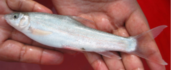 前裂腹鱼(Schizothorax progastus)
