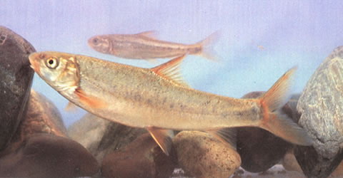 短须裂腹鱼(Schizothorax wangchiachii)
