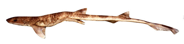 细尾短唇沟鲨(Schroederichthys tenuis)
