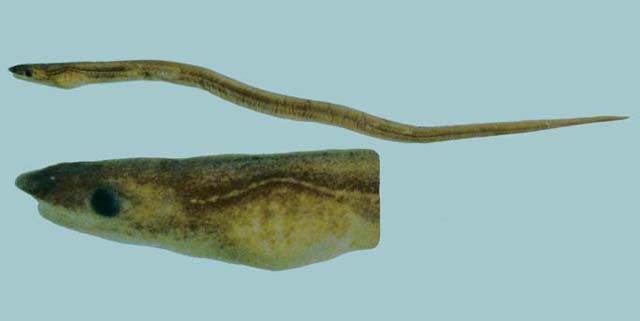 约氏舒蛇鳗(Schultzidia johnstonensis)