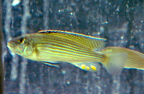 新齿施韦茨丽鱼(Schwetzochromis neodon)