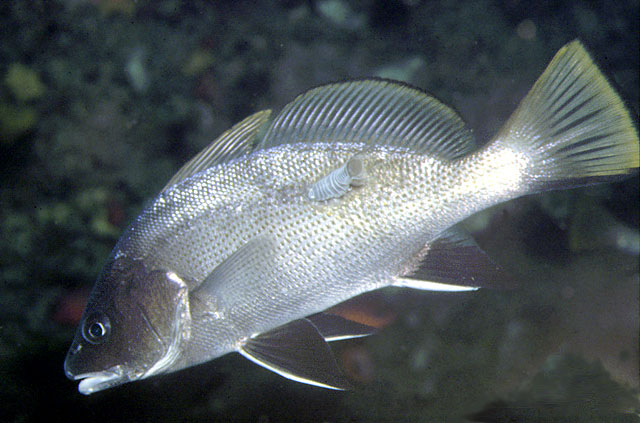 弓背石首鱼(Sciaena umbra)