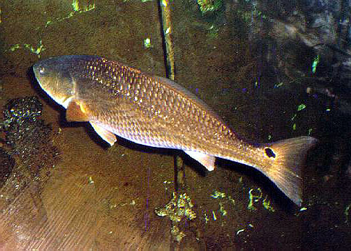 眼斑拟石首鱼(Sciaenops ocellatus)