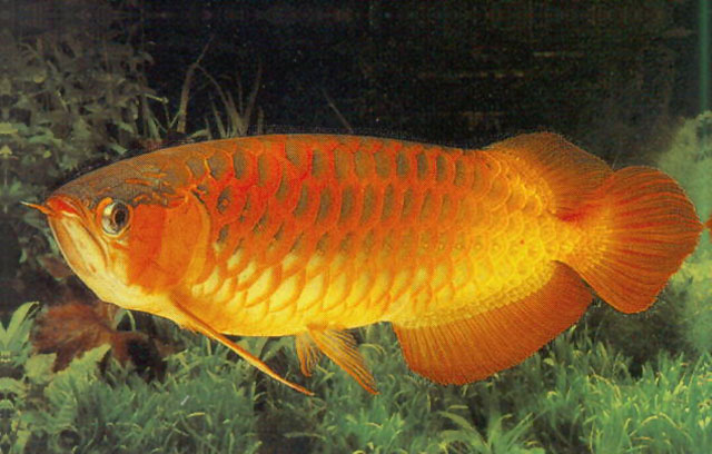美丽硬骨舌鱼;金龙鱼(Scleropages formosus)