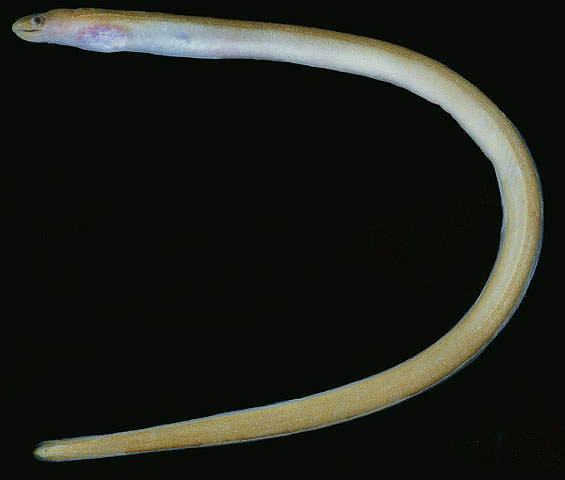 库克蠕蛇鳗(Scolecenchelys cookei)