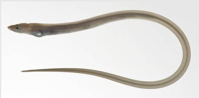 裸身蠕蛇鳗(Scolecenchelys gymnota)