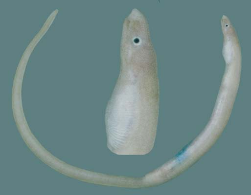 侧尾蠕蛇鳗(Scolecenchelys laticaudata)
