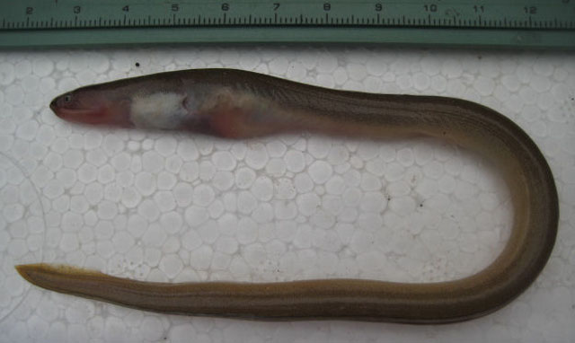 大鳍蠕蛇鳗(Scolecenchelys macroptera)