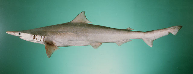 宽尾斜齿鲨(Scoliodon laticaudus)