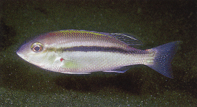 条纹眶棘鲈(Scolopsis taenioptera)
