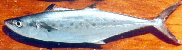 大耳马鲛(Scomberomorus cavalla)