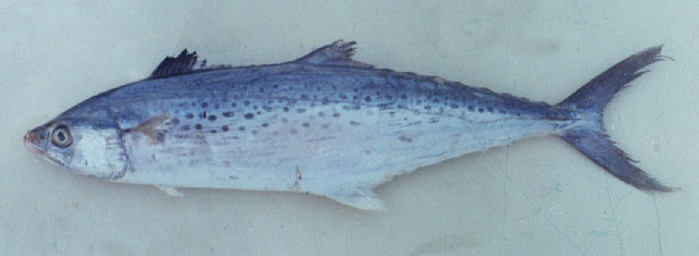 斑点马鲛(Scomberomorus guttatus)