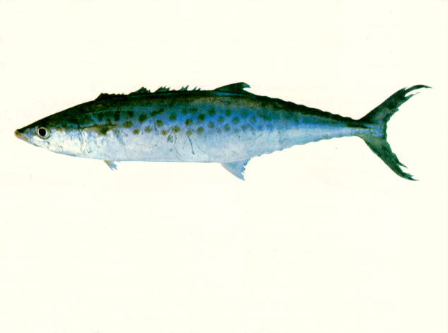 澳洲马鲛(Scomberomorus munroi)