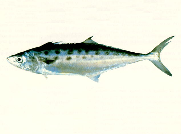 昆士兰马鲛(Scomberomorus queenslandicus)