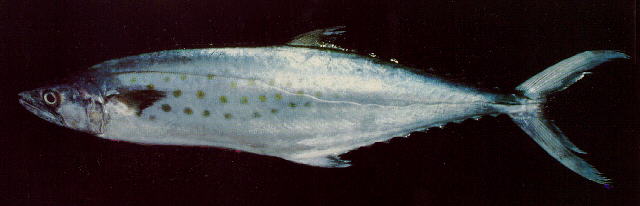 东太平洋马鲛(Scomberomorus sierra)