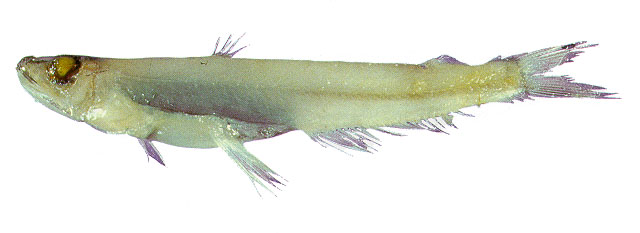 丹娜拟珠目鱼(Scopelarchoides danae)