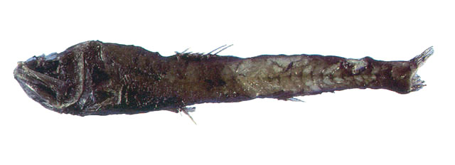 拟灯笼鱼(Scopelengys tristis)