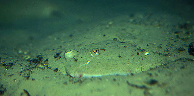 大菱鲆(Scophthalmus maximus)