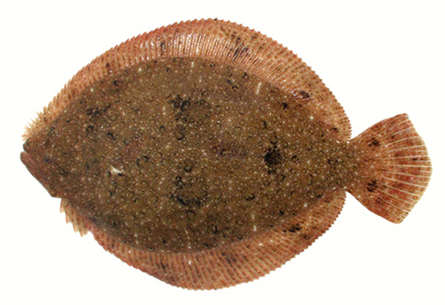菱鲆(Scophthalmus rhombus)