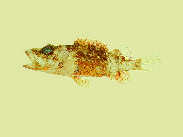 正小鲉(Scorpaenodes minor)