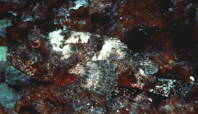 大口拟鲉(Scorpaenopsis brevifrons)