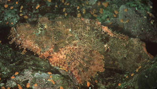 尖头拟鲉(Scorpaenopsis oxycephala)