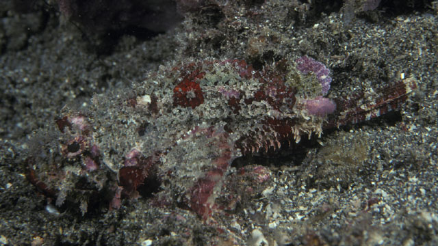 纹鳍拟鲉(Scorpaenopsis vittapinna)
