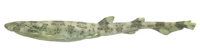 黑点猫鲨(Scyliorhinus boa)