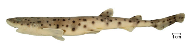 黑氏猫鲨(Scyliorhinus haeckelii)