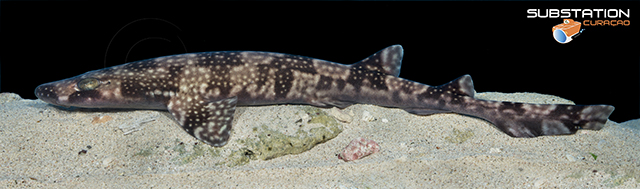 白斑猫鲨(Scyliorhinus hesperius)