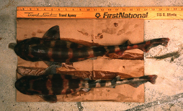 米氏猫鲨(Scyliorhinus meadi)