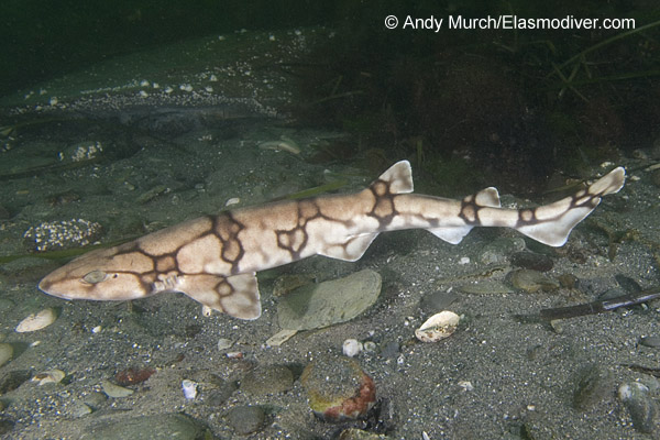 网纹猫鲨(Scyliorhinus retifer)