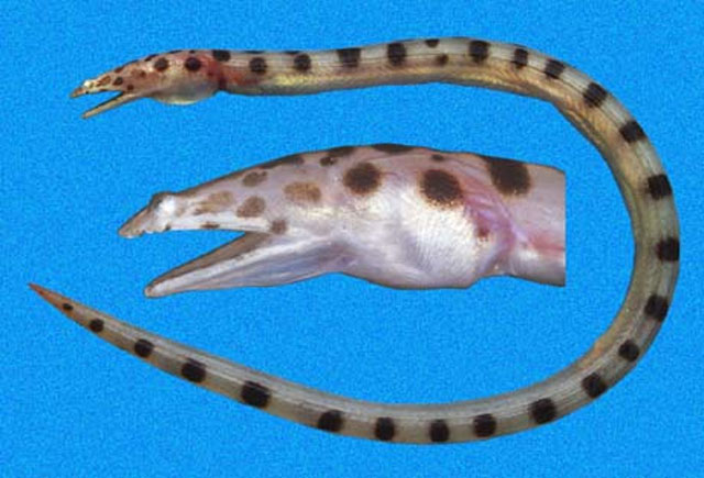 细尾革蛇鳗(Scytalichthys miurus)