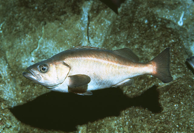 郭氏平鲉(Sebastes goodei)