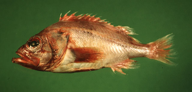 黑口平鲉(Sebastes melanostomus)