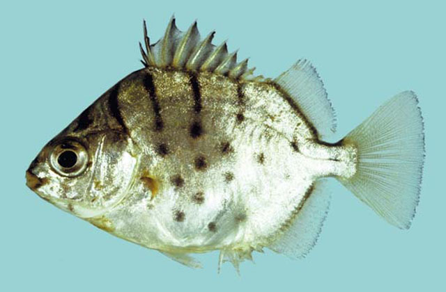 多纹钱蝶鱼(Selenotoca multifasciata)