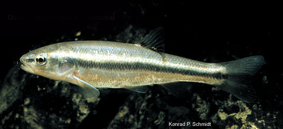 黑斑须雅罗鱼(Semotilus atromaculatus)