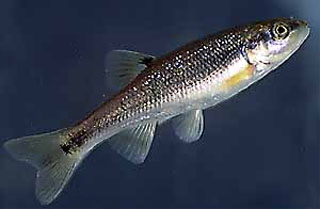 勐须雅罗鱼(Semotilus thoreauianus)