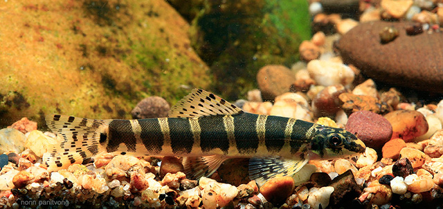 八带蛇鳅(Serpenticobitis octozona)